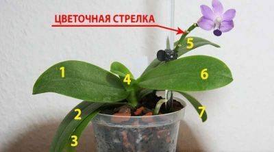 9 правил по уходу за орхидеей, благодаря которым она будет буйно цвести круглый год - leprechaun.land - Она