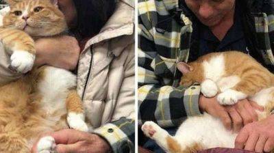 Кота сдали в приют из-за его любви сидеть на коленях хозяина, но ему нашли новую семью - leprechaun.land - Канада