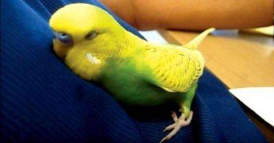 Сонный попугайчик прижался к хозяину и рассказывает все, что произошло за день - leprechaun.land
