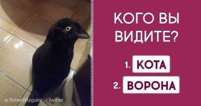Кто это — кот или ворон? Правильный ответ не смог дать даже Google! - leprechaun.land