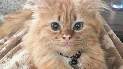 Её называют «кошачьей Моной Лизой» из-за постоянной загадочной улыбки - leprechaun.land
