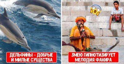 Популярные факты о животных, оказавшиеся наглым враньем - leprechaun.land