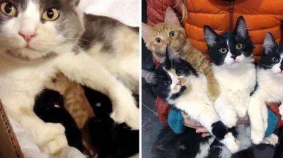 Уличная кошка избрала семейную пару для воспитания своих котят и не прогадала! - leprechaun.land - Канада