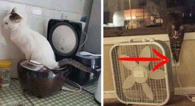«Вот ведь маленькие бармалеи!»: фото, которые докажут, что коты — те еще наглецы - leprechaun.land
