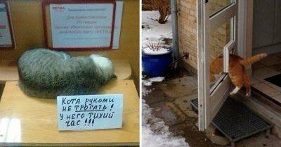 Невозможно не любить котов - leprechaun.land