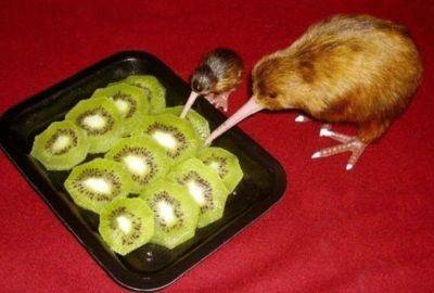 15 поразительных фактов о зверях, которые замалчивают ученые - leprechaun.land