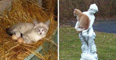 20 мест, в которых не должно было быть кота, но вот он - leprechaun.land