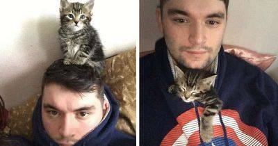 Котенок-липучка не дает своим хозяевам личного пространства - leprechaun.land - республика Коми