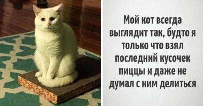 15 уморительных фотографий, которые расскажут вам все о жизни с котиками - leprechaun.land