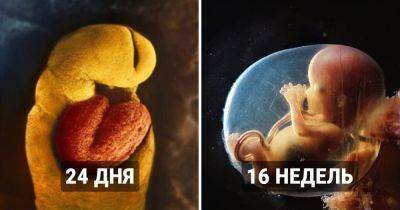 Как развивается ребёнок: Фотограф показал волшебный процесс появление новой жизни на свет - twizz.ru - Сша