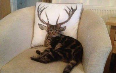 20 котов, которые спрятались слишком хорошо! (ФОТО) - hochu.ua