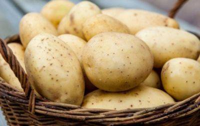 Одно элементарное действие: хитрый трюк, который остановит прорастание сырого картофеля - hochu.ua