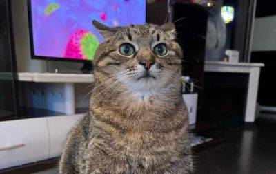 Коты имеют около 300 различных выражений мордочки. Проверяем на самых известных украинских пушистиках - hochu.ua - Украина - Лос-Анджелес - штат Калифорния - Монако