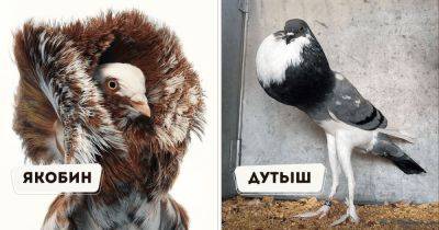 15 необычных пород домашних птиц, чей внешний вид выходит за грани обыденного - twizz.ru - Англия - Индонезия - Малайзия