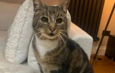 11 лет семья оплакивала пропавшего кота Тоби... а он внезапно вернулся! Это настоящее рождественское чудо‍ - hochu.ua - Англия
