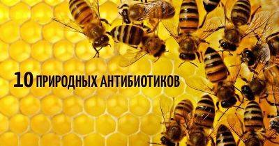 10 природных антибиотиков: факты, которые тщательно скрывают фармацевтические компании - leprechaun.land