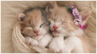 15 фото очаровательных котят, которые поднимут настроение в дождливый день - clutch.net.ua