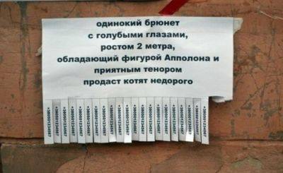 "Валентин очень воспитанный, не кусается": смешные объявления о продаже животных (фото) - clutch.net.ua - Россия