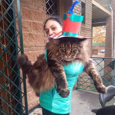 Усатый рекордсмен: как выглядит самый длинный в мире домашний кот (ФОТО) - clutch.net.ua - Италия