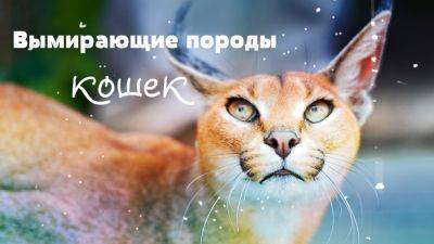 Вымирающие породы кошек: ТОП-5 необычных кошек, которые скоро исчезнут с лица Земли - clutch.net.ua