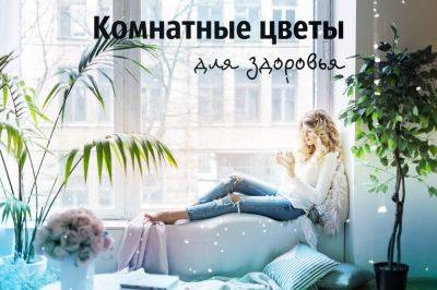 Комнатные цветы, которые повышают иммунитет: лучшие помощники в сезон простуд - clutch.net.ua