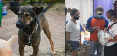"Не все герои носят плащи": собака спасла новорожденного, которого нашла на свалке (ФОТО, ВИДЕО) - clutch.net.ua