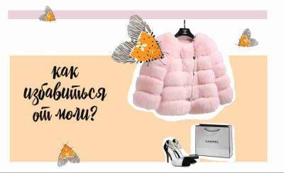 Моль в доме: как избавиться от вредителя - clutch.net.ua