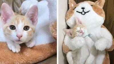Котёнок так сильно скучал по маме, что людям пришлось придумать ему кое-что на замену… - leprechaun.land - Япония