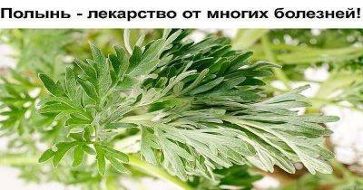 Полынь — лекарство от многих болезней! - leprechaun.land