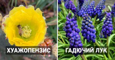 17 реальных названий растений, которые звучат так смешно, что нарочно и не придумаешь - twizz.ru - Юар - Мексика