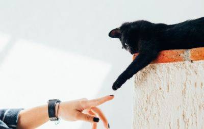 Делайте это чаще: простые вещи, которые улучшают жизнь вашего котика - hochu.ua