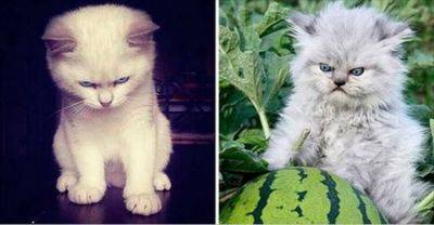 15 зловещих котят, с которыми лучше не связываться - leprechaun.land