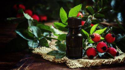 Олія шипшини для обличчя: чим корисна косметична олія шипшини - beauty.ua