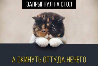 15 кошачьих поводов для грусти, о которых вы никогда не задумывались - leprechaun.land
