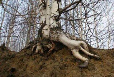 12 фото, которые доказывают, что природа не перестает удивлять! - leprechaun.land