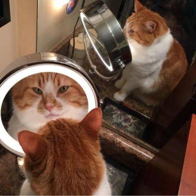 20 прелестных фотографий, которые демонстрируют, за что мы так любим котов - leprechaun.land