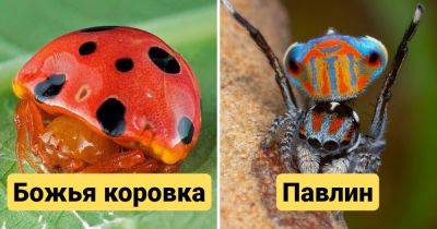 15 самых необычных видов пауков, которые совсем не похожи на своих типичных представителей - twizz.ru - Австралия