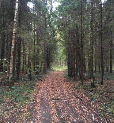 Будьте предельно аккуратны, гуляя по лесу - leprechaun.land - Московская обл.