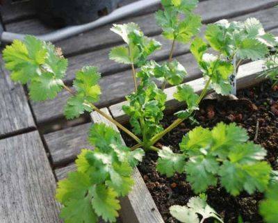 8 овощей и трав, которые легко проращивать снова и снова - leprechaun.land