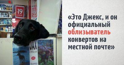Пользователи интернета делятся интересными профессиями своих и чужих собак, которые доказывают, что не все питомцы просиживают свои пушистые штаны дома - leprechaun.land - Сша - Бразилия