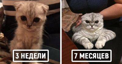 Пользователи сети делятся детскими и взрослыми фотками своих котов, и они наглядно демонстрируют, как маленькие милашки становятся пушистыми лордами - leprechaun.land