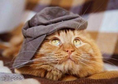 Жизненная зарисовка про кота Рыжика: вот почему я хочу быть котом - leprechaun.land