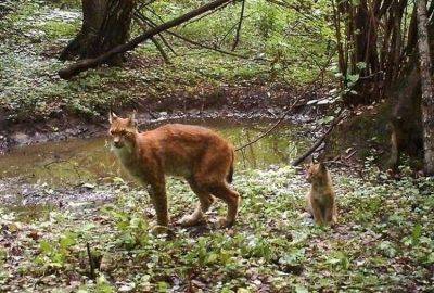 Фото животных, которые вновь обживают Чернобыль - leprechaun.land