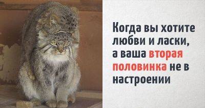 16 котов, которые удивительно точно отражают человеческие ощущения. Несмотря на то, что они коты - leprechaun.land