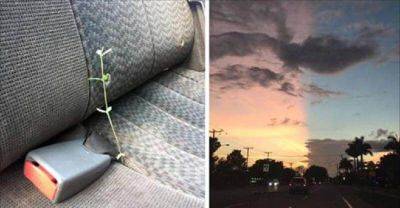 14 фотографий, на которых природа немного запуталась - leprechaun.land - республика Коми