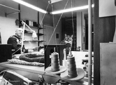 Фотограф делает снимки котов, которых люди завели на работе. Только взгляните на эти деловые морды! - leprechaun.land