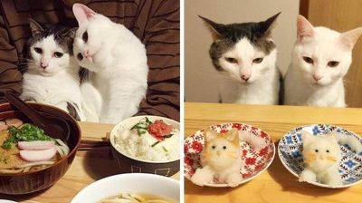 Кошки, которые всегда странно наблюдают за хозяевами, когда они едят - leprechaun.land - Япония