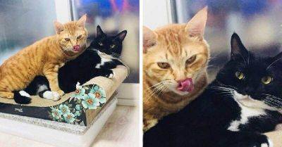 18 фотографий животных, которые поднимут вам настроение, даже если день не задался - leprechaun.land