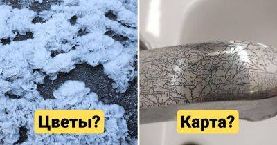 15 случаев, когда объекты притворялись чем-то другим, но мы их раскусили - twizz.ru - Лос-Анджелес